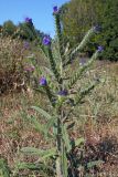 Echium vulgare