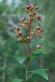 Lagerstroemia indica. Соцветие с бутонами. Узбекистан, г. Ташкент, пос. Улугбек. 19.06.2011.