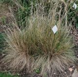 Festuca amethystina