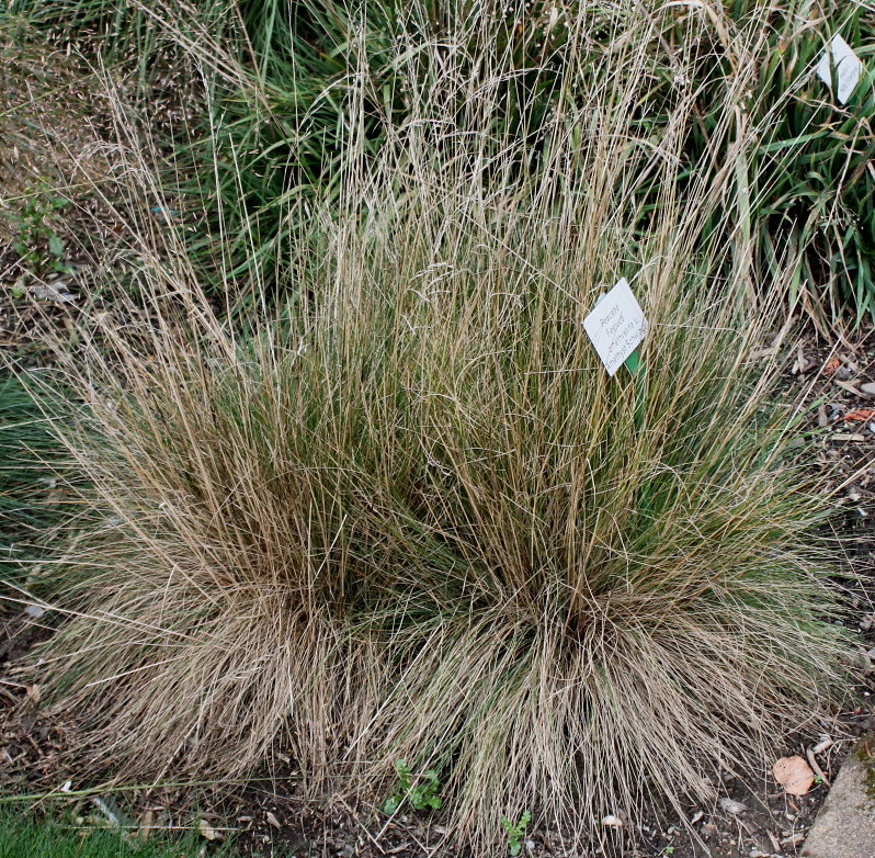 Изображение особи Festuca amethystina.