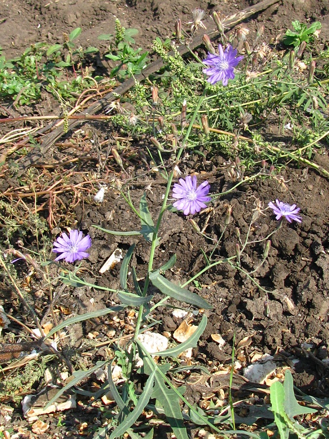 Image of Lactuca tatarica specimen.