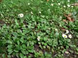 Bellis perennis