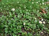 Bellis perennis. Цветущие растения на газоне. Испания, Страна Басков, провинция Гипускоа, г. Сан-Себастьян, парк. 18.07.2012.