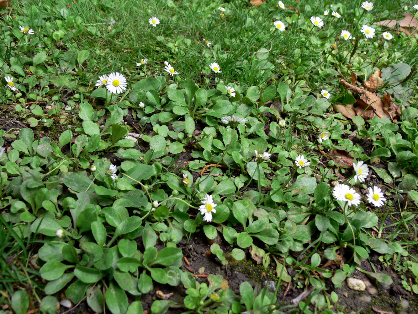 Image of Bellis perennis specimen.