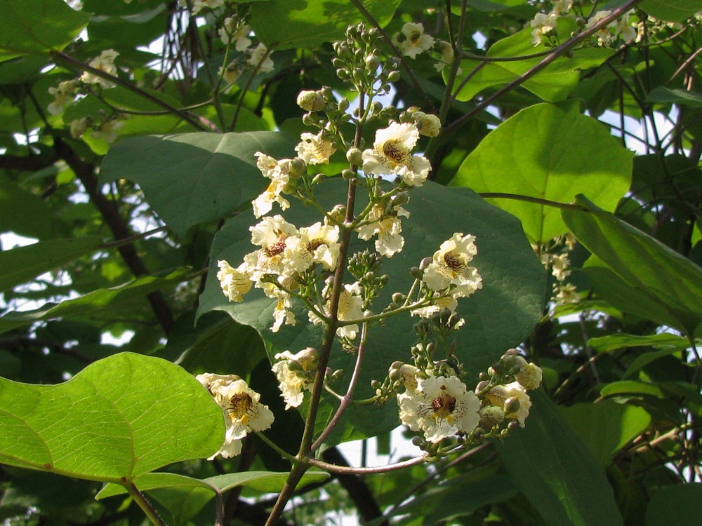 Изображение особи Catalpa ovata.