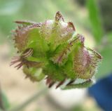 genus Calendula. Незрелое соплодие с сидящей на нём улиткой. Израиль, Северный Негев, лес Лаав. 25.02.2013.