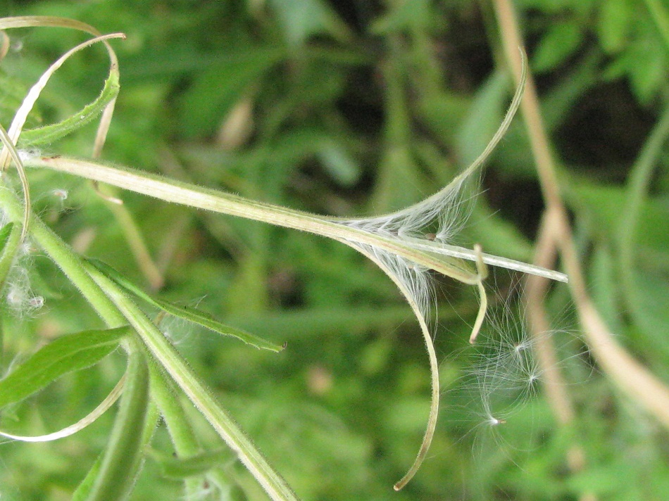 Image of Epilobium hirsutum specimen.