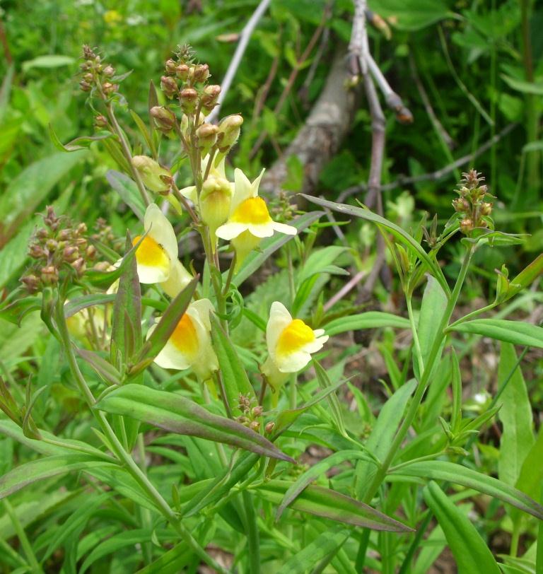 Image of genus Linaria specimen.