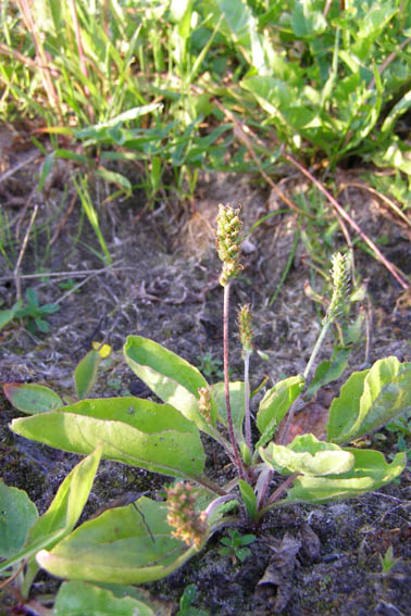 Изображение особи Plantago uliginosa.