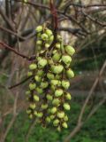 Stachyurus praecox