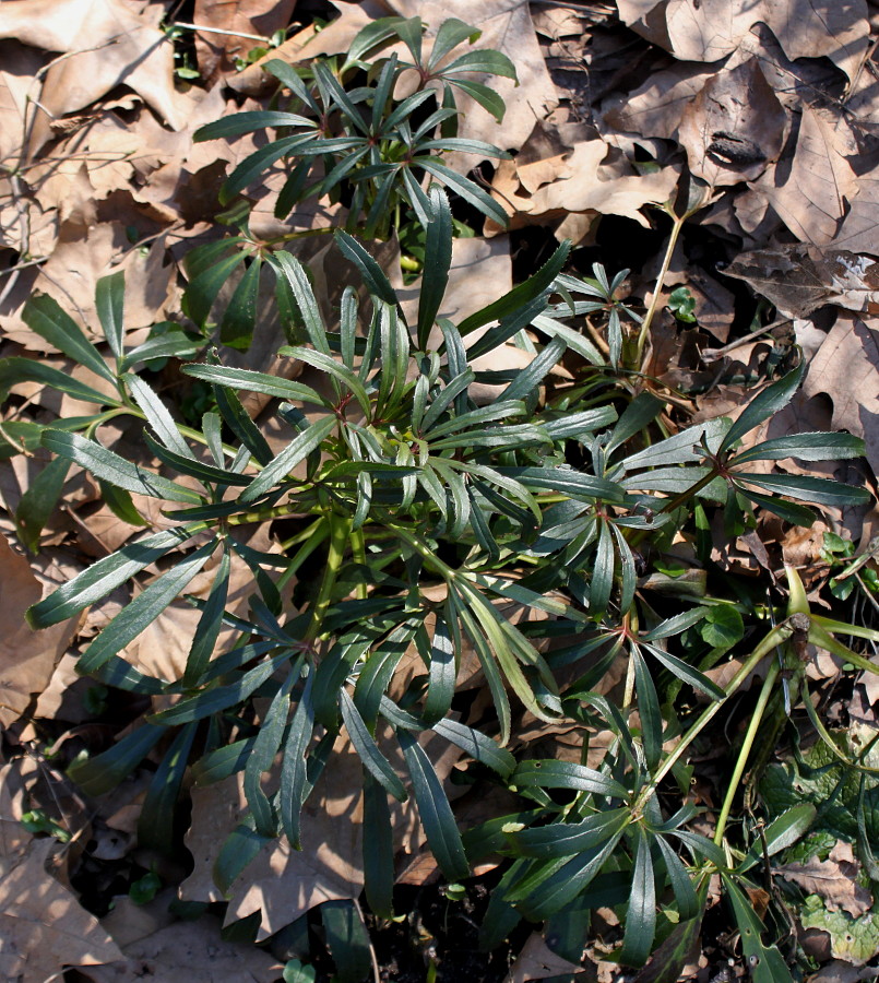 Image of Helleborus foetidus specimen.