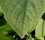 Phlomis russeliana