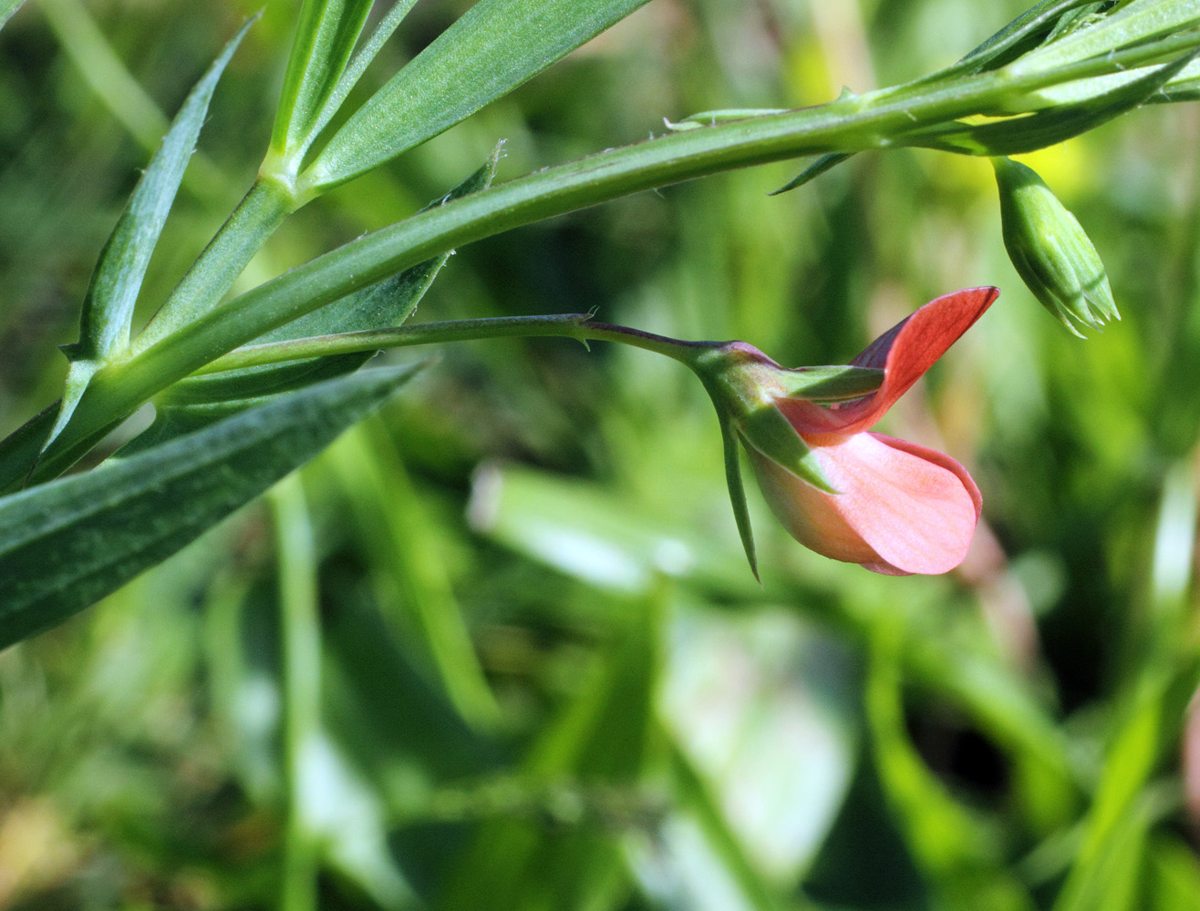 Изображение особи Lathyrus cicera.