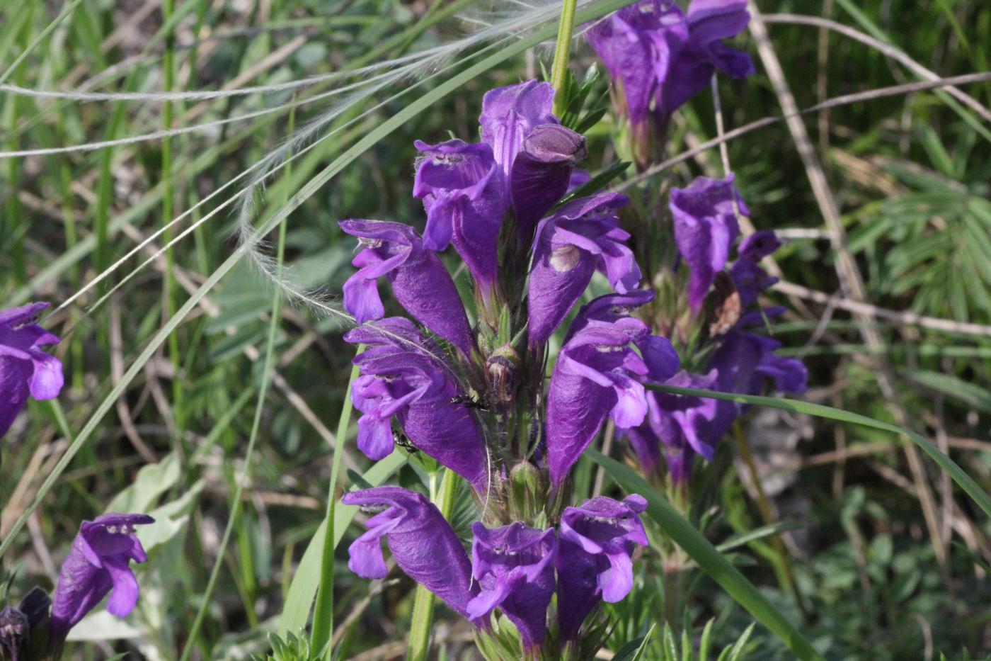 Image of Dracocephalum austriacum specimen.