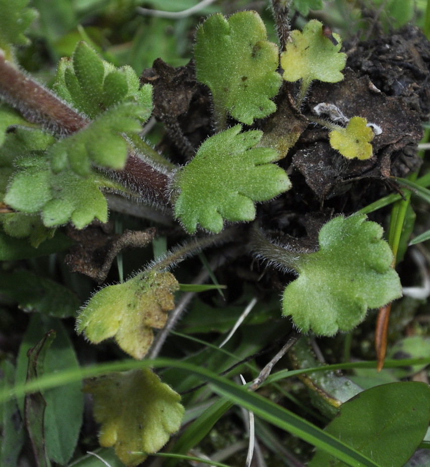 Изображение особи Saxifraga bulbifera.