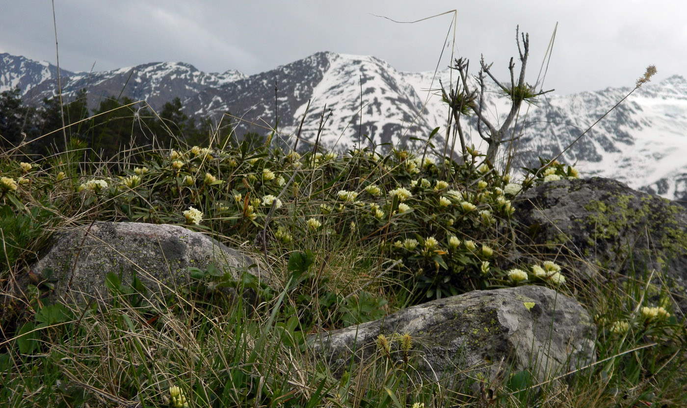 Image of Daphne glomerata specimen.