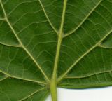 Tilia cordifolia