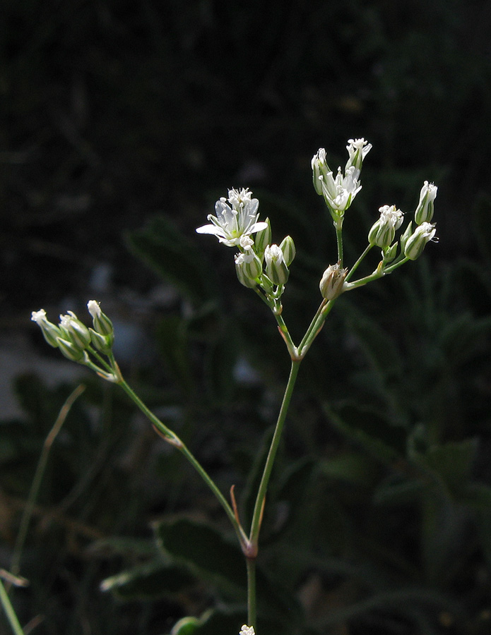 Image of Minuartia euxina specimen.