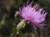 Cirsium elodes