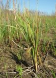 Carex paleacea. Плодоносящее растение. Архангельская обл., Приморский р-н, окр. дер. Солза, побережье Белого моря. 08.07.2013.