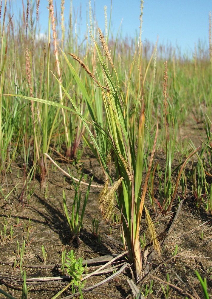 Изображение особи Carex paleacea.