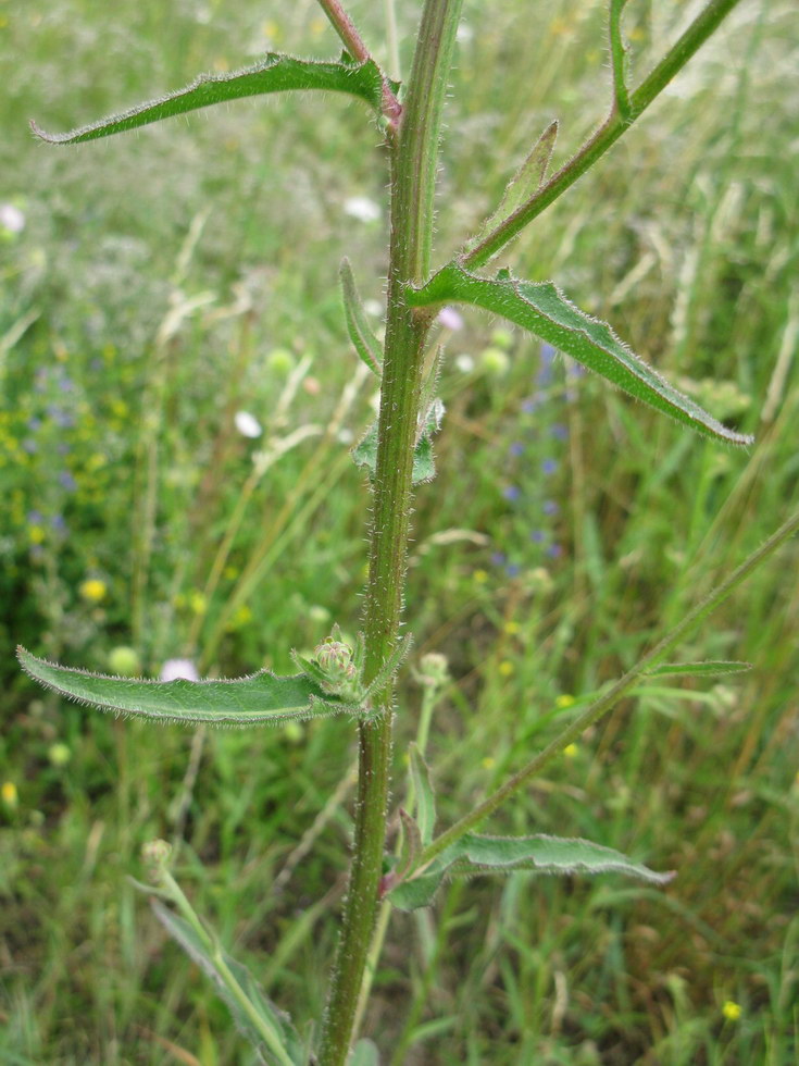 Image of Picris hieracioides specimen.