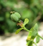 Euphorbia borodinii. Верхушка побега с плодами. Архангельская обл., Холмогорский р-н, окр. пос. Усть-Пинега, обрыв р. Пинега. 20.07.2013.