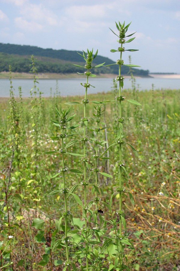 Изображение особи Chaiturus marrubiastrum.