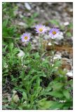 Aster alpinus