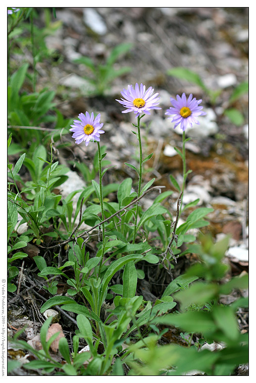 Изображение особи Aster alpinus.