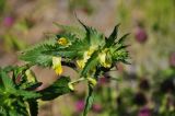 Rhinanthus aestivalis. Верхушка цветущего растения. Республика Бурятия, Прибайкальский р-н, берег р. Безымянная. 20.07.2013.