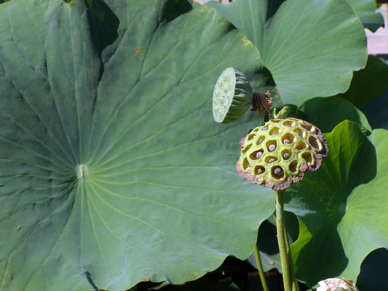 Изображение особи Nelumbo caspica.