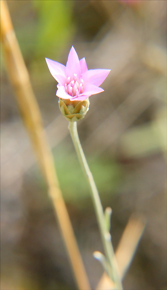 Image of Xeranthemum cylindraceum specimen.