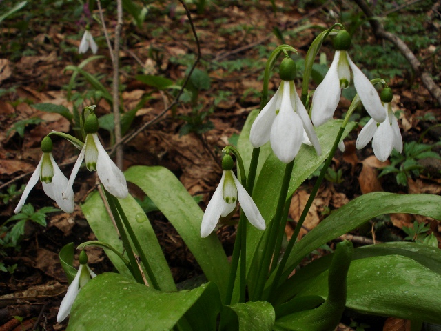 Изображение особи Galanthus panjutinii.