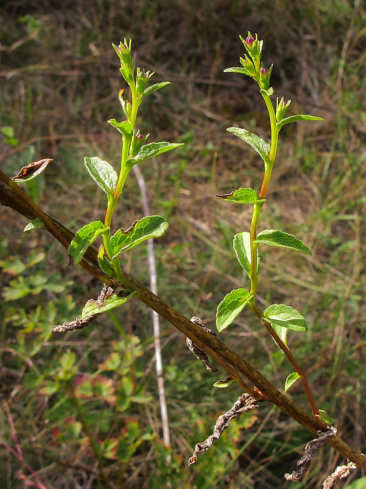 Image of Campanula ruthenica specimen.