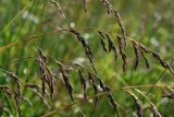 Festuca pratensis