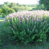 Spiraea &times; billardii