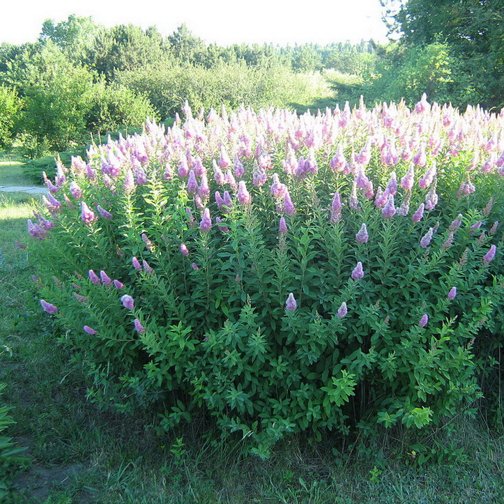 Изображение особи Spiraea &times; billardii.