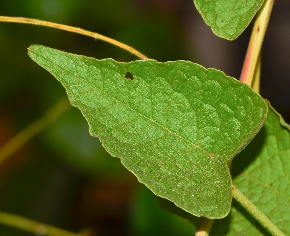 Изображение особи Antigonon leptopus.