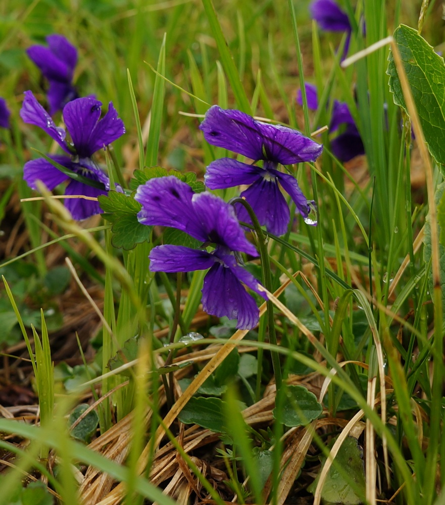 Изображение особи Viola altaica.