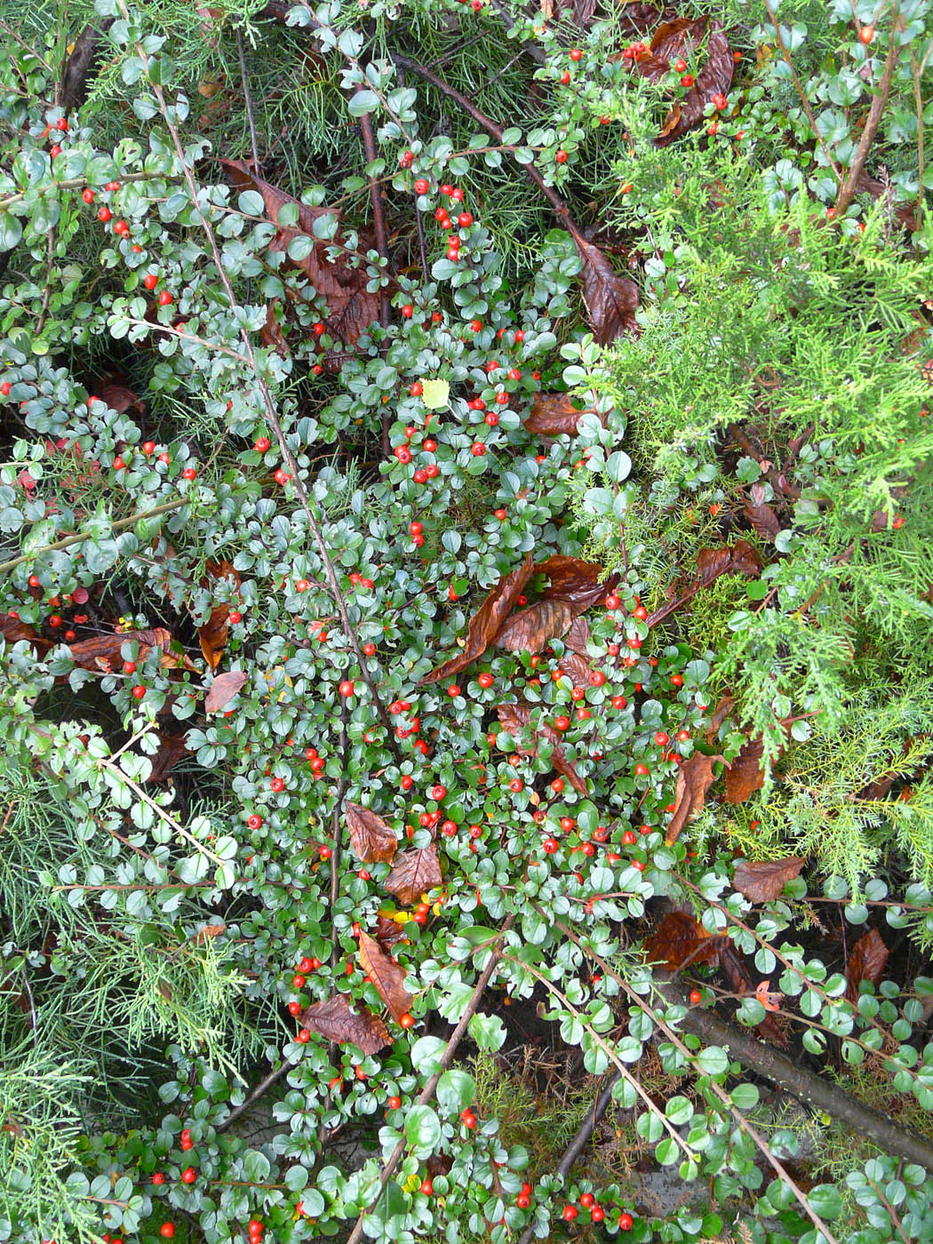 Image of Cotoneaster buxifolius specimen.