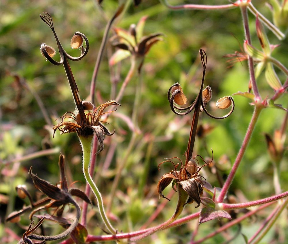 Image of Geranium wlassovianum specimen.