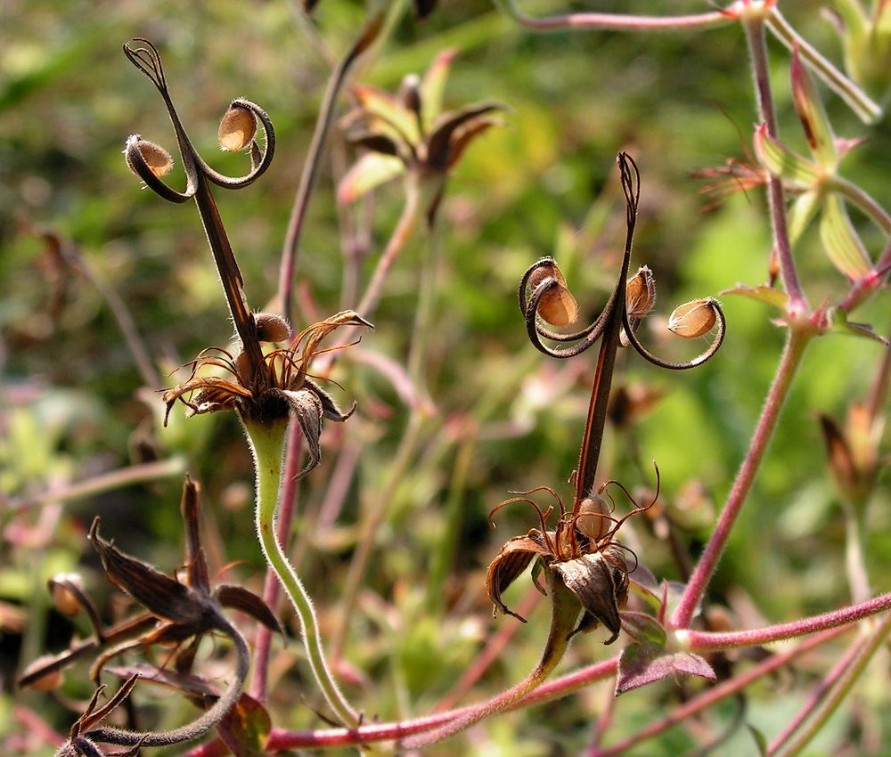 Изображение особи Geranium wlassovianum.