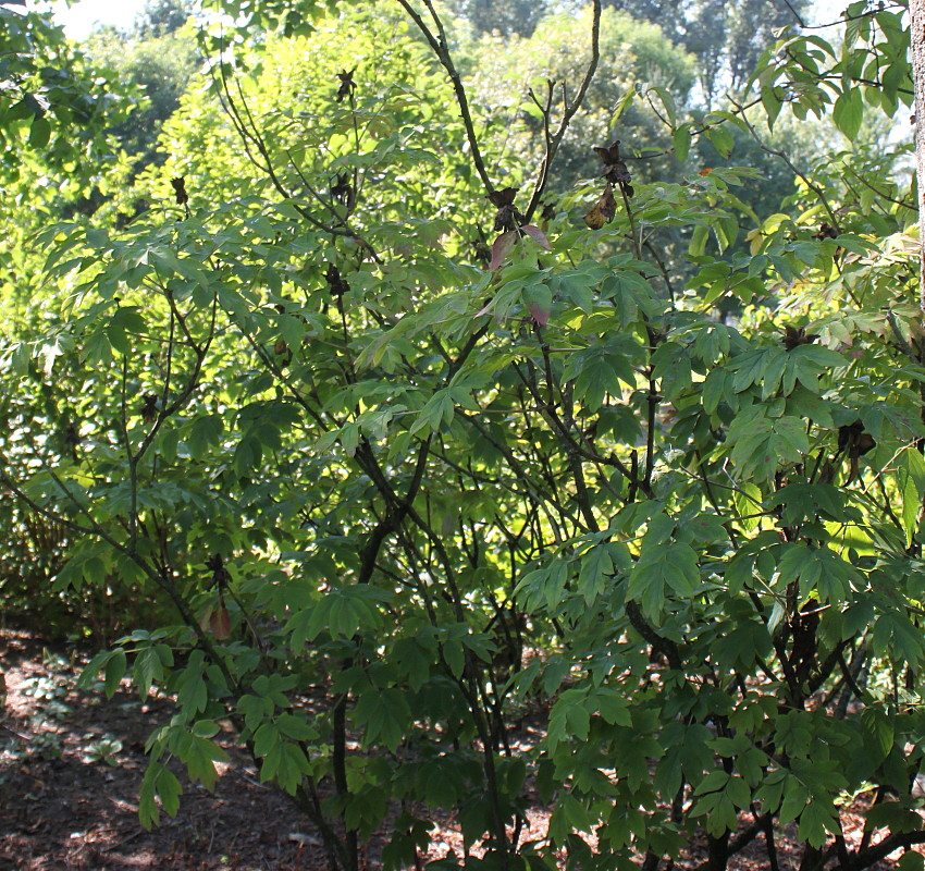 Image of Paeonia rockii specimen.