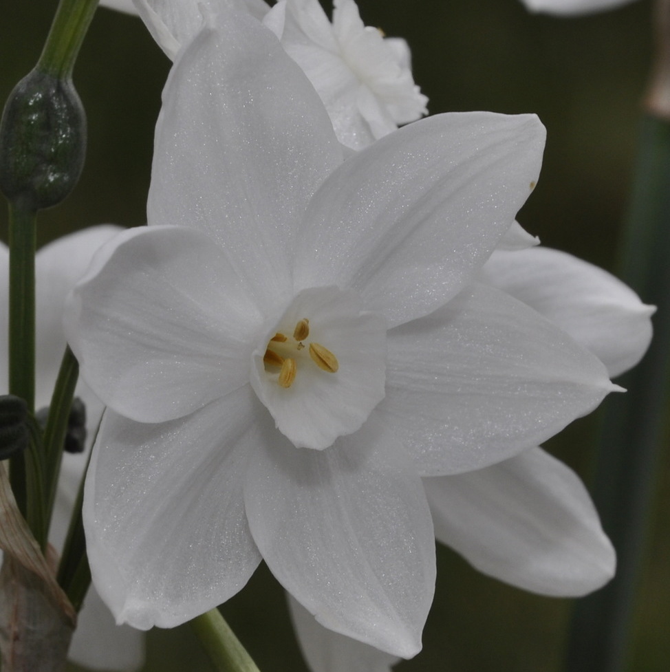 Image of Narcissus papyraceus specimen.