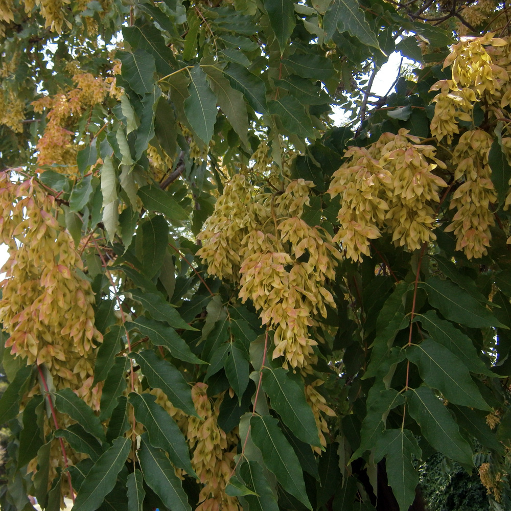 Изображение особи Ailanthus altissima.