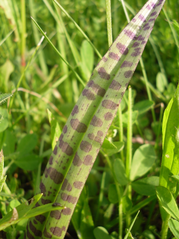 Image of Dactylorhiza maculata specimen.