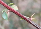 Berberis hakeoides. Средняя часть веточки. Германия, г. Дюссельдорф, Ботанический сад университета. 02.03.2014.