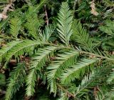 familia Taxodiaceae. Ветка. Германия, г. Дюссельдорф, Ботанический сад университета. 10.03.2014.