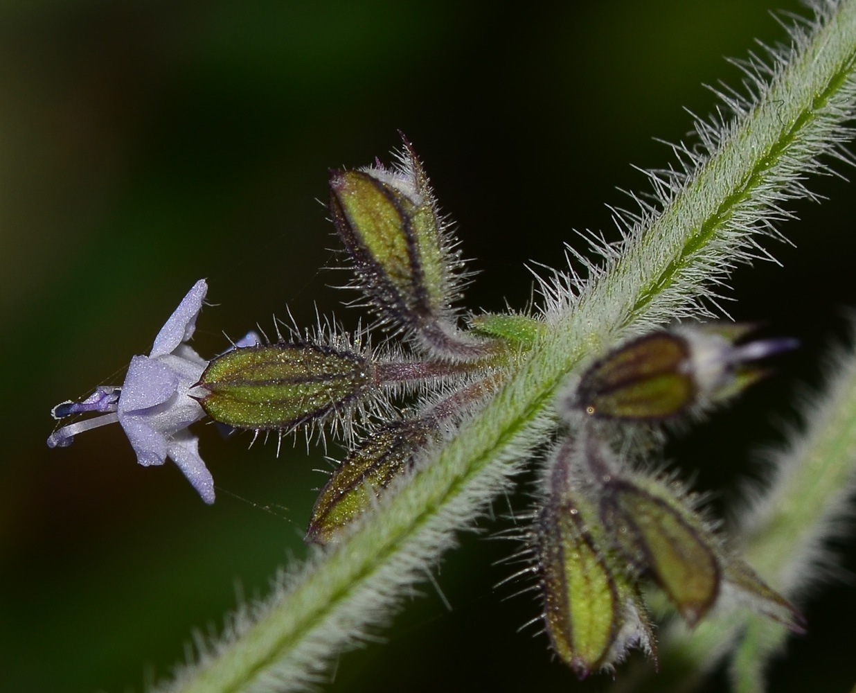 Image of Salvia aegyptiaca specimen.